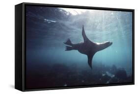 Galapagos Sea Lion Swimming Underwater-null-Framed Stretched Canvas