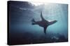 Galapagos Sea Lion Swimming Underwater-null-Stretched Canvas