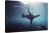 Galapagos Sea Lion Swimming Underwater-null-Stretched Canvas