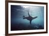 Galapagos Sea Lion Swimming Underwater-null-Framed Photographic Print