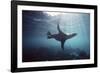 Galapagos Sea Lion Swimming Underwater-null-Framed Photographic Print