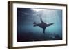 Galapagos Sea Lion Swimming Underwater-null-Framed Photographic Print