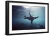 Galapagos Sea Lion Swimming Underwater-null-Framed Photographic Print