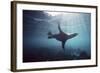 Galapagos Sea Lion Swimming Underwater-null-Framed Photographic Print