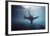 Galapagos Sea Lion Swimming Underwater-null-Framed Photographic Print