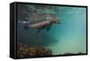 Galapagos Sea Lion Underwater, Galapagos, Ecuador-Pete Oxford-Framed Stretched Canvas