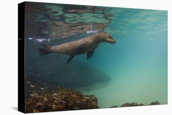 Galapagos Sea Lion Underwater, Galapagos, Ecuador-Pete Oxford-Stretched Canvas