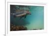 Galapagos Sea Lion Underwater, Galapagos, Ecuador-Pete Oxford-Framed Photographic Print