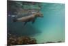 Galapagos Sea Lion Underwater, Galapagos, Ecuador-Pete Oxford-Mounted Photographic Print