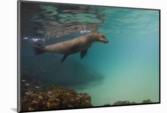 Galapagos Sea Lion Underwater, Galapagos, Ecuador-Pete Oxford-Mounted Photographic Print