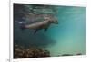 Galapagos Sea Lion Underwater, Galapagos, Ecuador-Pete Oxford-Framed Premium Photographic Print