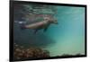 Galapagos Sea Lion Underwater, Galapagos, Ecuador-Pete Oxford-Framed Premium Photographic Print