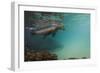 Galapagos Sea Lion Underwater, Galapagos, Ecuador-Pete Oxford-Framed Photographic Print