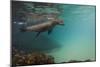 Galapagos Sea Lion Underwater, Galapagos, Ecuador-Pete Oxford-Mounted Photographic Print