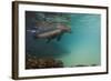 Galapagos Sea Lion Underwater, Galapagos, Ecuador-Pete Oxford-Framed Photographic Print