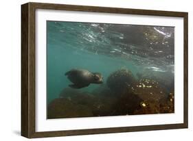 Galapagos Sea Lion Underwater, Galapagos, Ecuador-Pete Oxford-Framed Photographic Print