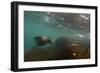 Galapagos Sea Lion Underwater, Galapagos, Ecuador-Pete Oxford-Framed Photographic Print