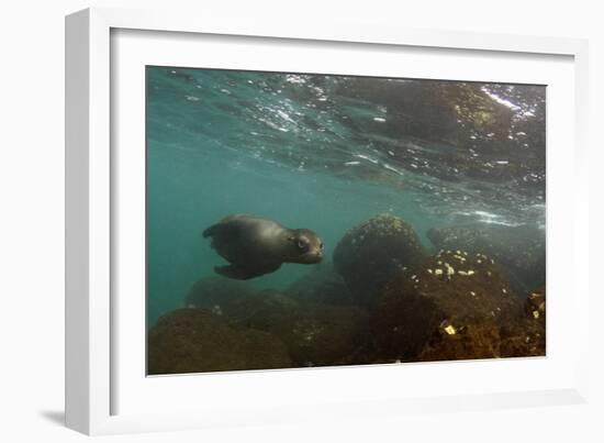 Galapagos Sea Lion Underwater, Galapagos, Ecuador-Pete Oxford-Framed Photographic Print