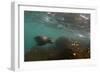 Galapagos Sea Lion Underwater, Galapagos, Ecuador-Pete Oxford-Framed Photographic Print