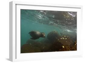 Galapagos Sea Lion Underwater, Galapagos, Ecuador-Pete Oxford-Framed Photographic Print