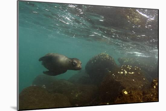 Galapagos Sea Lion Underwater, Galapagos, Ecuador-Pete Oxford-Mounted Photographic Print