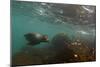 Galapagos Sea Lion Underwater, Galapagos, Ecuador-Pete Oxford-Mounted Photographic Print