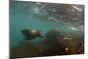 Galapagos Sea Lion Underwater, Galapagos, Ecuador-Pete Oxford-Mounted Photographic Print