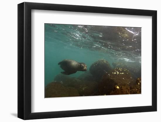 Galapagos Sea Lion Underwater, Galapagos, Ecuador-Pete Oxford-Framed Photographic Print