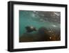 Galapagos Sea Lion Underwater, Galapagos, Ecuador-Pete Oxford-Framed Photographic Print