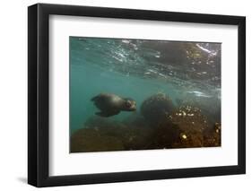 Galapagos Sea Lion Underwater, Galapagos, Ecuador-Pete Oxford-Framed Photographic Print