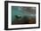 Galapagos Sea Lion Underwater, Galapagos, Ecuador-Pete Oxford-Framed Photographic Print