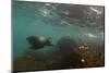 Galapagos Sea Lion Underwater, Galapagos, Ecuador-Pete Oxford-Mounted Photographic Print