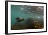 Galapagos Sea Lion Underwater, Galapagos, Ecuador-Pete Oxford-Framed Photographic Print