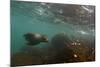 Galapagos Sea Lion Underwater, Galapagos, Ecuador-Pete Oxford-Mounted Photographic Print