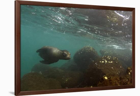 Galapagos Sea Lion Underwater, Galapagos, Ecuador-Pete Oxford-Framed Photographic Print