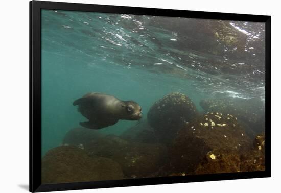 Galapagos Sea Lion Underwater, Galapagos, Ecuador-Pete Oxford-Framed Photographic Print