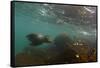 Galapagos Sea Lion Underwater, Galapagos, Ecuador-Pete Oxford-Framed Stretched Canvas