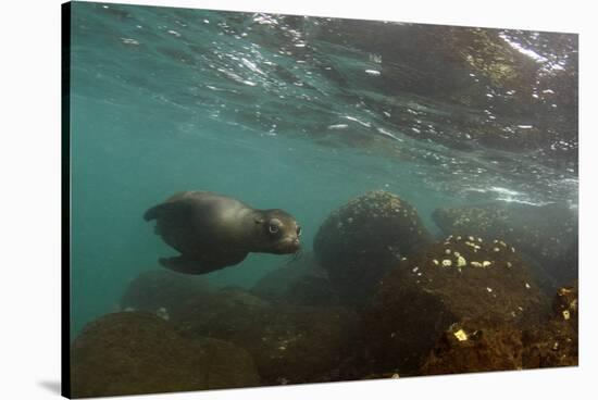 Galapagos Sea Lion Underwater, Galapagos, Ecuador-Pete Oxford-Stretched Canvas