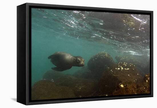 Galapagos Sea Lion Underwater, Galapagos, Ecuador-Pete Oxford-Framed Stretched Canvas