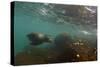 Galapagos Sea Lion Underwater, Galapagos, Ecuador-Pete Oxford-Stretched Canvas