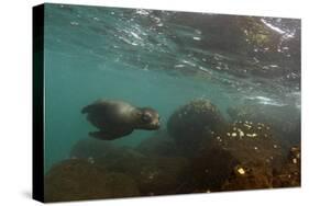 Galapagos Sea Lion Underwater, Galapagos, Ecuador-Pete Oxford-Stretched Canvas