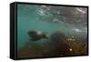 Galapagos Sea Lion Underwater, Galapagos, Ecuador-Pete Oxford-Framed Stretched Canvas