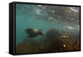 Galapagos Sea Lion Underwater, Galapagos, Ecuador-Pete Oxford-Framed Stretched Canvas