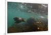 Galapagos Sea Lion Underwater, Galapagos, Ecuador-Pete Oxford-Framed Premium Photographic Print
