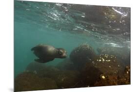 Galapagos Sea Lion Underwater, Galapagos, Ecuador-Pete Oxford-Mounted Premium Photographic Print