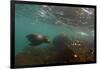 Galapagos Sea Lion Underwater, Galapagos, Ecuador-Pete Oxford-Framed Premium Photographic Print