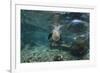 Galapagos Sea Lion Underwater, Galapagos, Ecuador-Pete Oxford-Framed Photographic Print