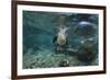 Galapagos Sea Lion Underwater, Galapagos, Ecuador-Pete Oxford-Framed Photographic Print