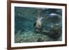 Galapagos Sea Lion Underwater, Galapagos, Ecuador-Pete Oxford-Framed Photographic Print