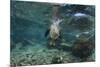 Galapagos Sea Lion Underwater, Galapagos, Ecuador-Pete Oxford-Mounted Photographic Print